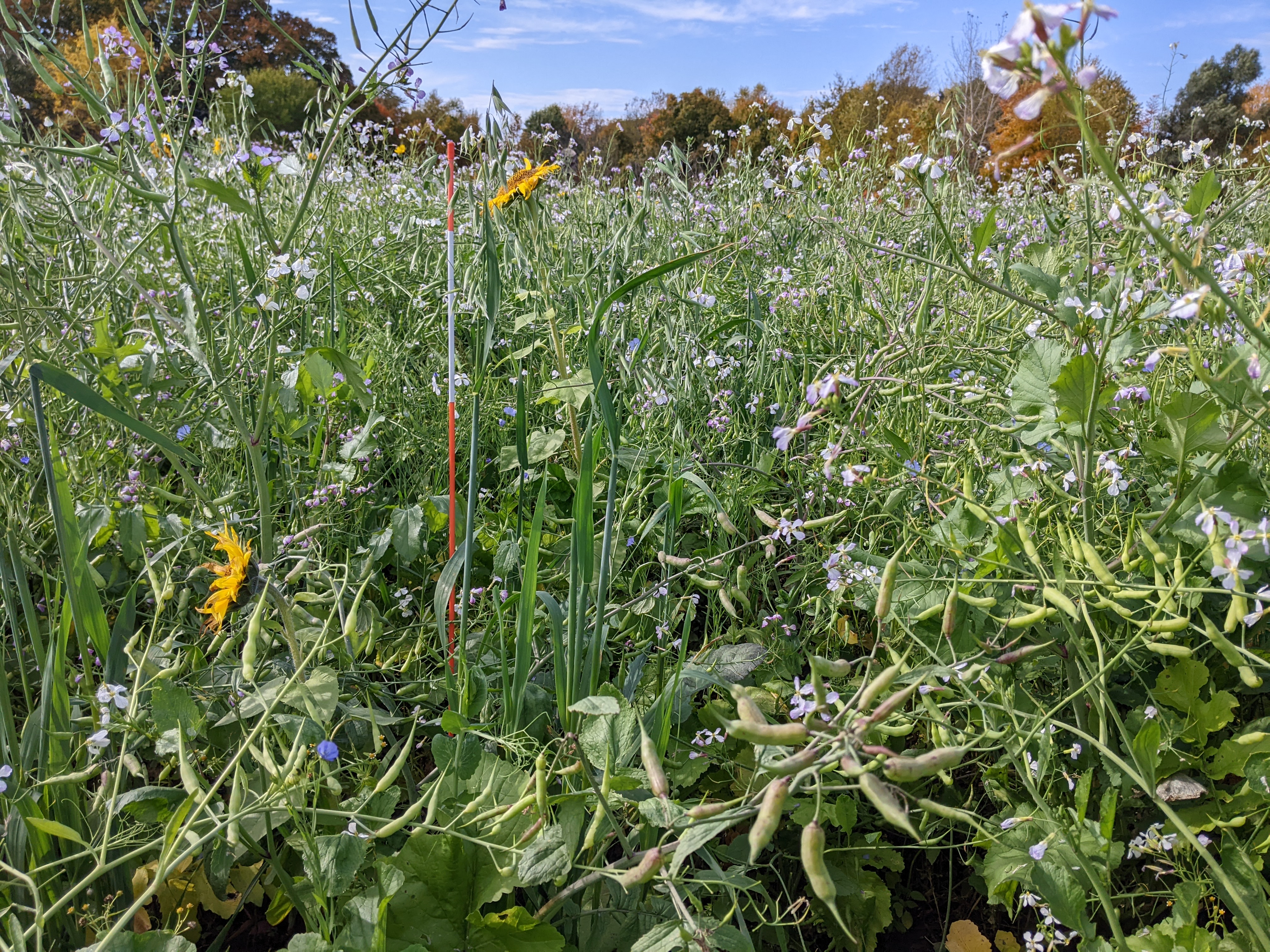 A diverse mix of plants growing in a field.
